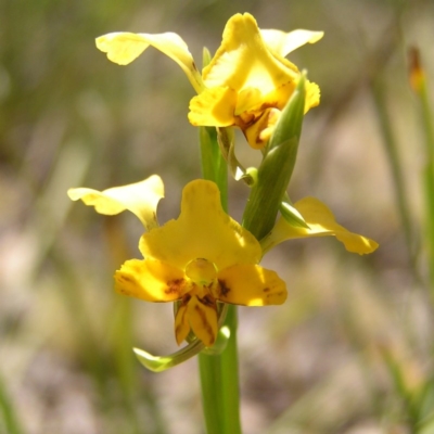 Diuris nigromontana (Black Mountain Leopard Orchid) at Belconnen, ACT - 4 Oct 2017 by MatthewFrawley