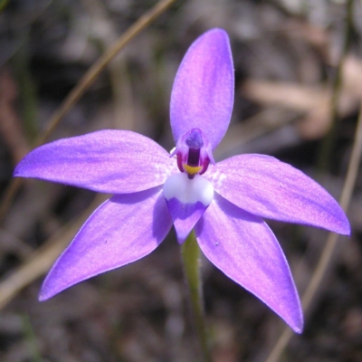 Glossodia major (Wax Lip Orchid) at Point 4081 - 4 Oct 2017 by MatthewFrawley