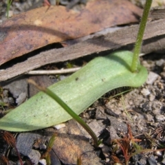 Glossodia major at Point 4081 - suppressed