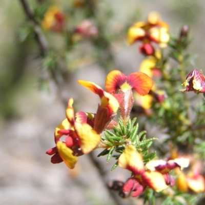 Dillwynia sericea (Egg And Bacon Peas) at Aranda, ACT - 4 Oct 2017 by MatthewFrawley