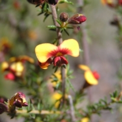 Dillwynia sericea at Aranda, ACT - 4 Oct 2017