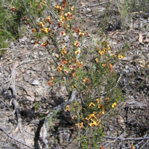 Dillwynia sericea at Aranda, ACT - 4 Oct 2017