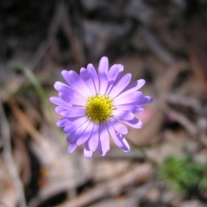 Brachyscome rigidula at Canberra Central, ACT - 4 Oct 2017