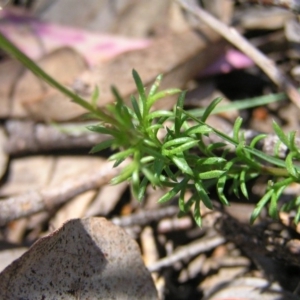 Brachyscome rigidula at Canberra Central, ACT - 4 Oct 2017