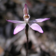 Caladenia fuscata (Dusky Fingers) at Point 4081 - 4 Oct 2017 by MatthewFrawley