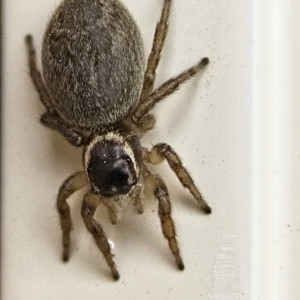 Maratus griseus at Banks, ACT - 5 Oct 2017 12:00 AM