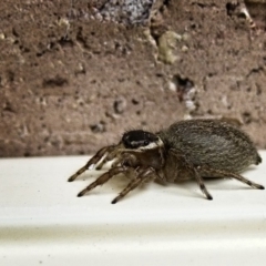 Maratus griseus at Banks, ACT - 5 Oct 2017