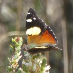 Vanessa itea (Yellow Admiral) at Stromlo, ACT - 5 Oct 2017 by Christine