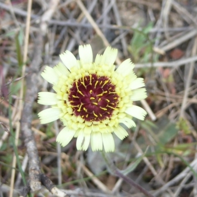 Tolpis barbata (Yellow Hawkweed) at Stromlo, ACT - 5 Oct 2017 by Christine