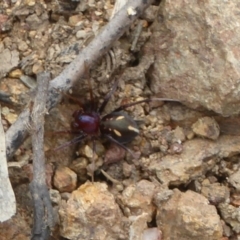 Habronestes bradleyi (Bradley's Ant-Eating Spider) at Denman Prospect, ACT - 5 Oct 2017 by Christine