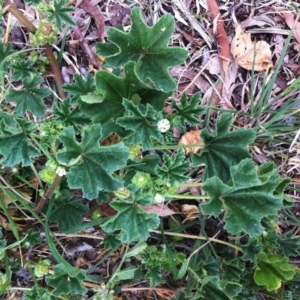 Malva parviflora at Hughes, ACT - 16 Jun 2017