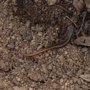 Morethia boulengeri at Jerrabomberra, ACT - 5 Oct 2017