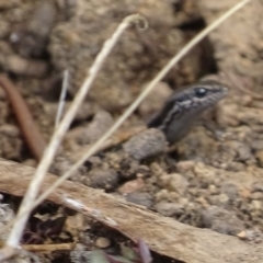 Morethia boulengeri at Jerrabomberra, ACT - 5 Oct 2017