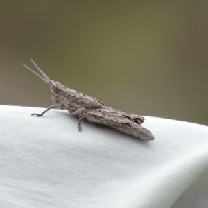 Coryphistes ruricola at Gilmore, ACT - 5 Oct 2017 02:19 PM