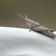 Coryphistes ruricola at Gilmore, ACT - 5 Oct 2017 02:19 PM