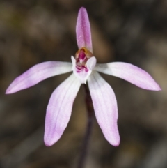 Caladenia sp. (A Caladenia) at Canberra Central, ACT - 30 Sep 2017 by DerekC