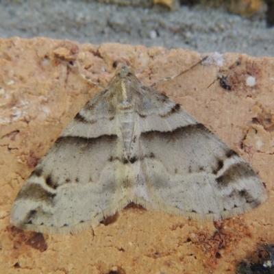 Syneora hemeropa (Ring-tipped Bark Moth) at Conder, ACT - 30 Sep 2017 by michaelb