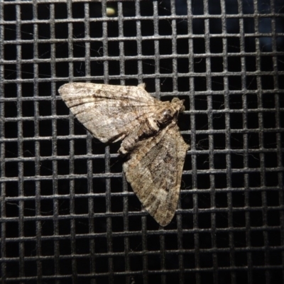 Phrissogonus laticostata (Apple looper moth) at Pollinator-friendly garden Conder - 28 Sep 2017 by michaelb