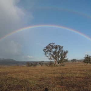 Eucalyptus melliodora at Denman Prospect, ACT - 25 Sep 2017