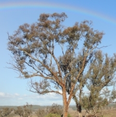 Eucalyptus melliodora at Denman Prospect, ACT - 25 Sep 2017