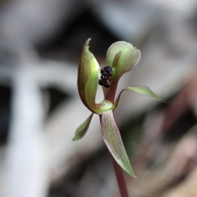 Chiloglottis trapeziformis (Diamond Ant Orchid) at Acton, ACT - 5 Oct 2017 by PeterR