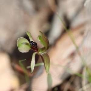 Chiloglottis trapeziformis at Acton, ACT - 5 Oct 2017