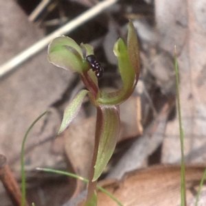 Chiloglottis trapeziformis at Acton, ACT - 5 Oct 2017