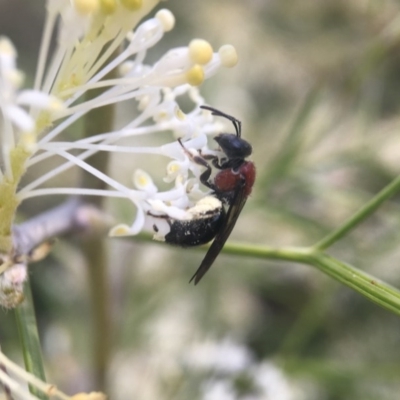 Lasioglossum (Callalictus) callomelittinum (Halictid bee) at Acton, ACT - 4 Oct 2017 by PeterA