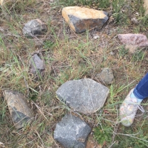 Aprasia parapulchella at Molonglo River Reserve - suppressed