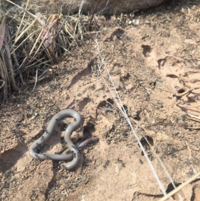 Aprasia parapulchella (Pink-tailed Worm-lizard) at Molonglo River Reserve - 6 Oct 2017 by RichardMilner