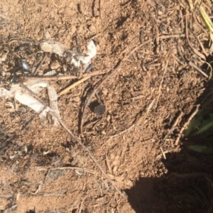 Aprasia parapulchella at Molonglo River Reserve - 6 Oct 2017