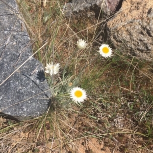 Leucochrysum albicans at Molonglo River Reserve - 6 Oct 2017 01:53 PM