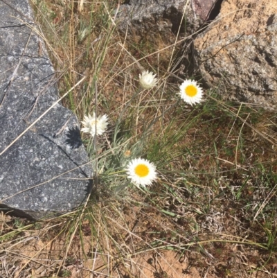 Leucochrysum albicans (Hoary Sunray) at Molonglo River Reserve - 6 Oct 2017 by RichardMilner