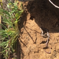 Aprasia parapulchella (Pink-tailed Worm-lizard) at Denman Prospect, ACT - 6 Oct 2017 by RichardMilner