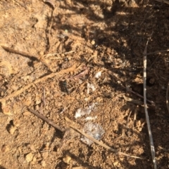 Aprasia parapulchella (Pink-tailed Worm-lizard) at Molonglo River Reserve - 6 Oct 2017 by RichardMilner