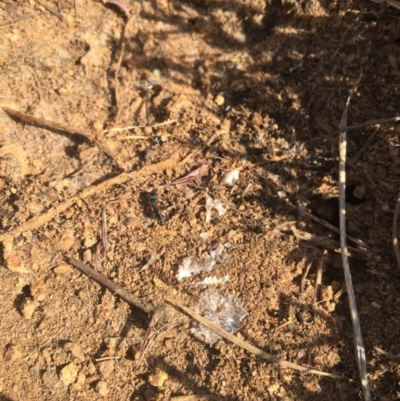 Aprasia parapulchella (Pink-tailed Worm-lizard) at Molonglo River Reserve - 6 Oct 2017 by RichardMilner