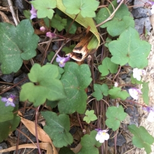 Cymbalaria muralis subsp. muralis at Tura Beach, NSW - 6 Oct 2017 02:07 PM
