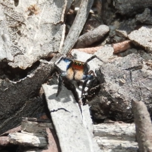 Euophryinae sp.(Undescribed) (subfamily) at Fadden, ACT - 6 Oct 2017 11:10 AM