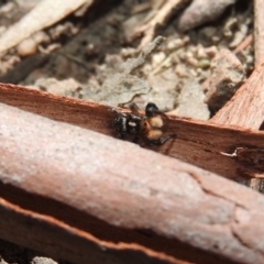 Euophryinae sp.(Undescribed) (subfamily) at Fadden, ACT - 6 Oct 2017 11:10 AM