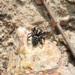 Euophryinae sp.(Undescribed) (subfamily) at Fadden, ACT - 6 Oct 2017 11:10 AM