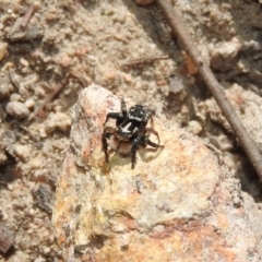 Euophryinae sp.(Undescribed) (subfamily) at Fadden, ACT - 6 Oct 2017 11:10 AM