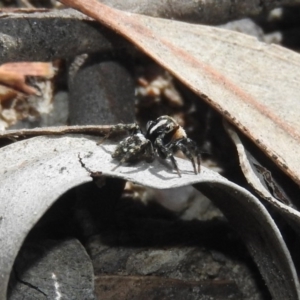 Euophryinae sp.(Undescribed) (subfamily) at Fadden, ACT - 6 Oct 2017 11:10 AM