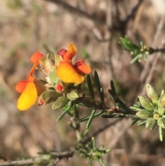 Dillwynia sericea at Chifley, ACT - 6 Oct 2017 05:26 PM