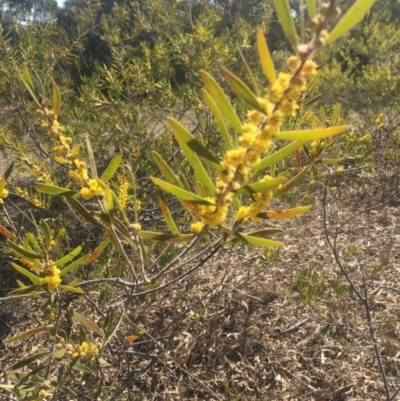 Acacia dawsonii (Dawson's Wattle) at Mount Taylor - 6 Oct 2017 by George