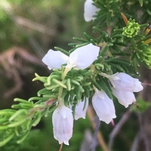 Erica lusitanica at Fisher, ACT - 6 Oct 2017