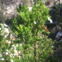 Erica lusitanica at Fisher, ACT - 6 Oct 2017 05:45 PM