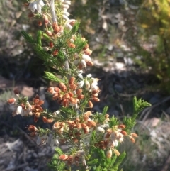 Erica lusitanica at Fisher, ACT - 6 Oct 2017 05:45 PM