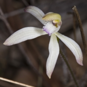 Caladenia ustulata at Gungahlin, ACT - 29 Sep 2017