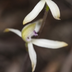 Caladenia ustulata at Gungahlin, ACT - 29 Sep 2017