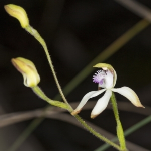 Caladenia ustulata at Gungahlin, ACT - 29 Sep 2017